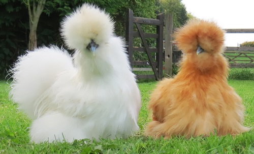 fluffy chickens.jpg